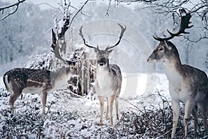 Red deer stag resting in fern on a frosty snowy Sunday winter morning