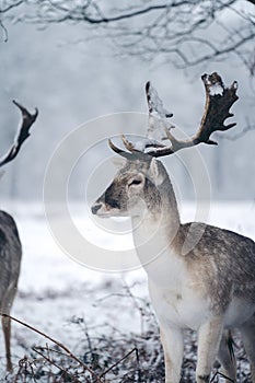 Red deer stag resting in fern on a frosty snowy Sunday winter morning