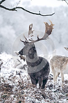 Red deer stag resting in fern on a frosty snowy Sunday winter morning