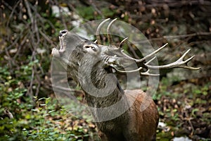 Red deer stag roaring in fresh autumn forest in close-up