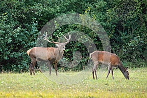 Red deer stag roaring on a meadow in autumnal rutting season with hind grazing