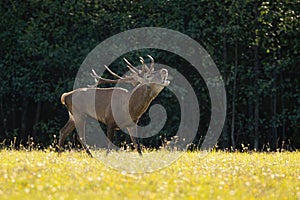 Red deer stag roaring on a meadow backlit by evening sun in rutting season