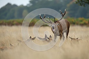 Red deer stag roaring near the hinds during the rut
