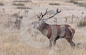 Red Deer Stag roaring during the rut.