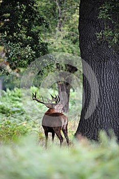 Red deer stag roaring during the rutting season