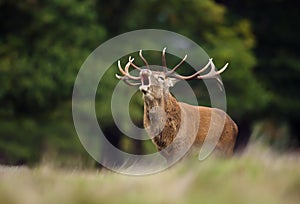Red deer stag roaring during rutting season photo
