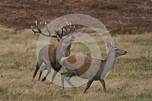 Red Deer stag rounding up hinds during the annual rut.