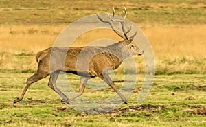 Red Deer Stag running