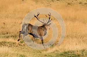 Red Deer Stag running