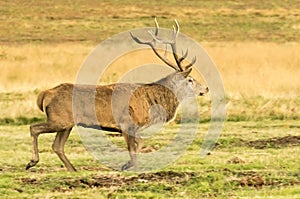 Red Deer Stag running