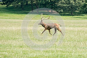 A red deer stag running through a field