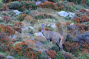 Red deer stag during the rut.