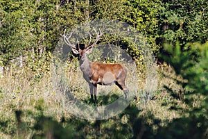 Red Deer Stag during the Rut.