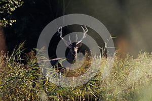 Red Deer Stag during the Rut.