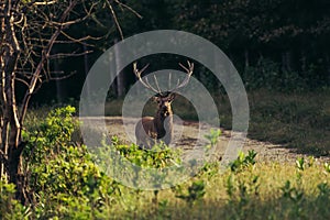 Red Deer Stag during the Rut.