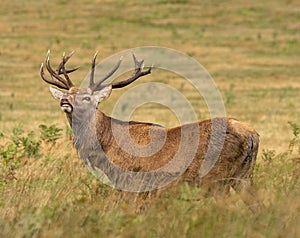 Red Deer Stag in the Rut