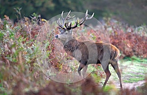 Red deer stag during the rut in autumn