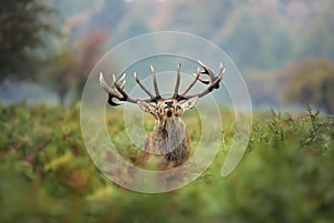 Red deer stag during the rut