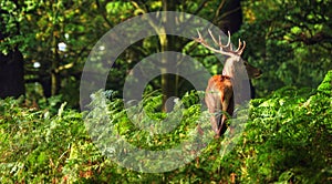 Red deer stag during rut season