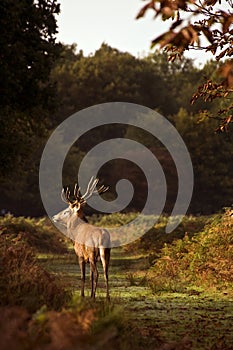 Red deer stag during rut season