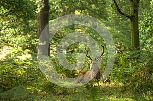 Red deer stag during rut season