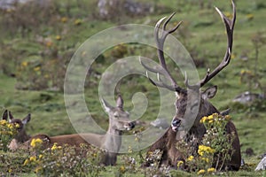 Red deer stag rutting, Cervus elaphus, scotland, autumn