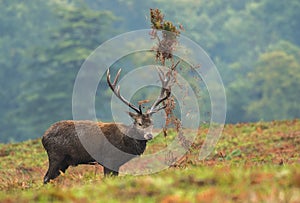 Red Deer Stag in the Rutting sEASON