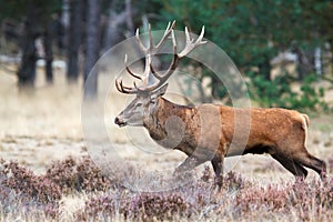 Red deer stag in rutting season