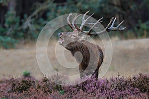 Red deer stag in the rutting season