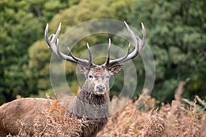 Red deer stag during rutting season in Autumn