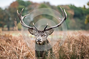 Red deer stag during rutting season in Autumn