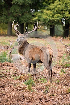 Red deer stag during rutting season in Autumn photo