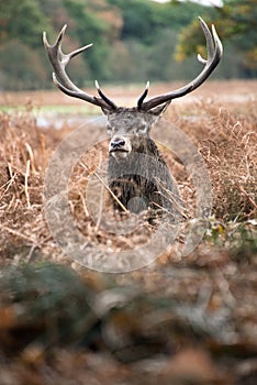 Red deer stag during rutting season in Autumn