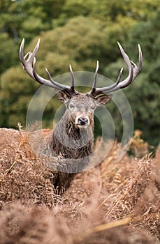 Red deer stag during rutting season in Autumn