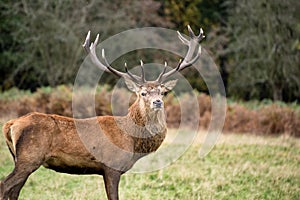 Red deer stag during rutting season in Autumn photo