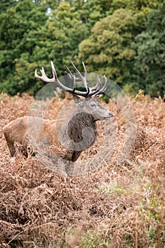 Red deer stag during rutting season in Autumn