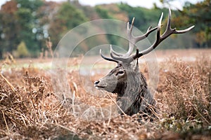 Red deer stag during rutting season in Autumn