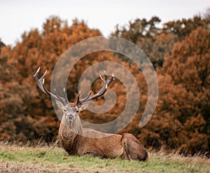 Red deer stag during rutting season in Autumn