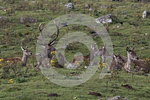 Red deer stag rutting, Cervus elaphus, scotland, autumn