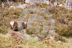 Red Deer stag