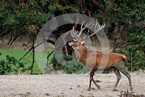 Red deer  stag showing dominant behaviour