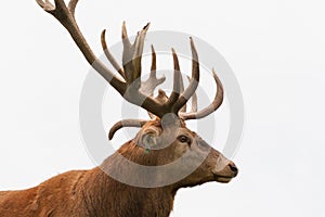 Red deer profile portrait