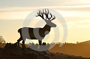 Red deer stag silhouette