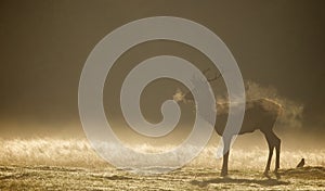 Red deer stag silhouette