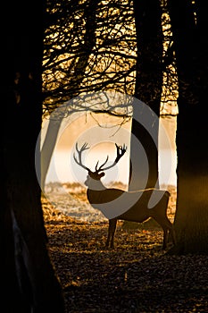 Red Deer stag in silhouette, during the deer rut in London