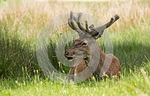 red deer stag sitting