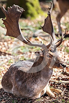 Red deer stag sitting on the ground, haunt of wilderness cervus