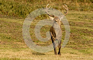 Red Deer Stag sniffing