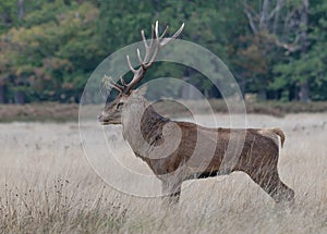 Red Deer Stag stance