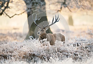 Red deer stag standing in fern on a frosty winter morning